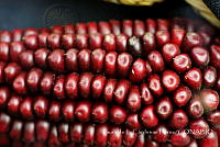 LCF0241 Zea mays.jpg