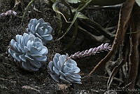 MASM01380 Echeveria laui.jpg