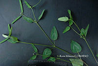 ME010 KV 02048 Euphorbia graminea Jacq., 1763_.JPG