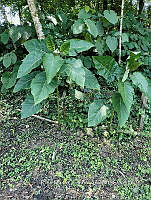 SG019 0103 Solanum melongena.jpg