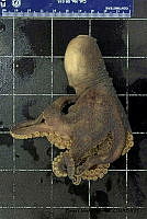 KT014 0110 Octopus hubbsorum (2).jpg