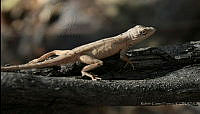RCF0004 Anolis nebulosus.jpg