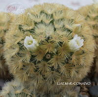 3R 01020 Mammillaria carmenae.tif
