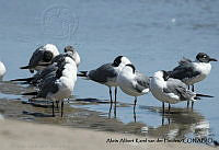 AAKVDH 0038 Leucophaeus atricilla.JPG