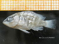 HE009 P 0383 Pargo Canchix.jpg