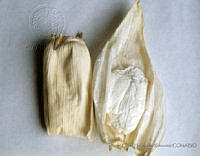 EHX0335 Zea mays.JPG