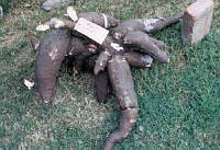 EHX0350 Ipomoea batatas.JPG