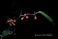 Hueyap 0019 Lycianthes cf. multiflora Bitter.jpg