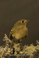 MGaves 3358 Vireo huttoni.jpg