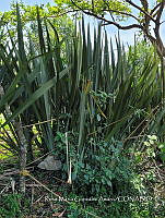 SG019 0079 Phormium tenax.jpg