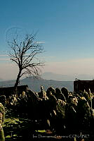 IDG0831 Opuntia sp..jpg