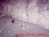 IE003 0116 Mephitis macroura.jpg