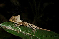 RLM0010 Corytophanes hernandesii.jpg