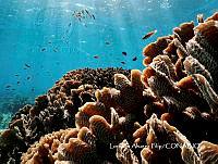 MN6FS 0064 Arrecifes de coral.jpg
