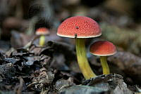 SALP04 Boletus sp..jpg