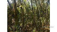 FN005 10 CH 091 Numeración en manglar.jpg