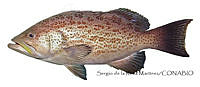 SRM0141 Mycteroperca phenax.jpg