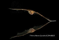 MN6F0175 Lassiurus.jpg