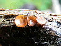 MCS167 Scutellinia sp..JPG