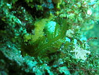 RRR0086 Desmarestia ligulata.JPG