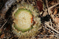 MRG-2018-1311 Pachycereus pecten-aboriginum (MEGA-4abr18-j).JPG