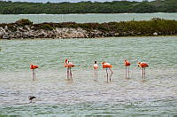 FBA0931 Phoenicopterus ruber.jpg