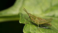 SM0068 Sphenarium purpurascens.jpg