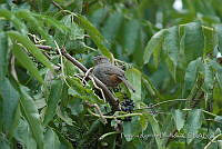 PRB0607 Melozone fusca.jpg