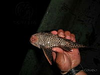 JDL0340 Pterygoplichthys pardalis.jpg
