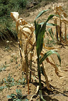 EHX0331 Zea mays.JPG