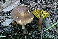 AKL0041 Phylloporus phaeoxanthus.jpg