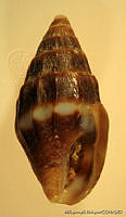MRyRR0022 Anachis scalarina.jpg