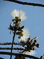 CGL4850 Pseudobombax ellipticum.jpg