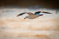 IDG Nat 0032 Larus livens.jpg