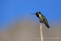 RTF007 Calypte costae.jpg