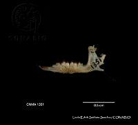 LESS 0060 Sorex saussurei ssp. saussurei.JPG