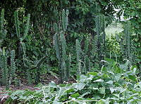 RG0550020 Acantocereus  tetragonus.JPG
