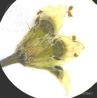 SL1510 Euphorbia sphaerorhiza.jpg