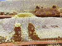 ZG017 0022 Apis melifera.jpg