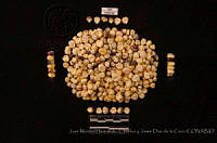 JMHCyJDDLC2673 Zea mays ssp. mays.JPG