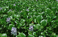 GL001 Eichhornia crassipes.jpg