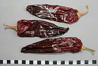 RBB0359 Capsicum annuum.jpg