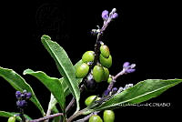 Zongo 0898 Monnina xalapensis.jpg