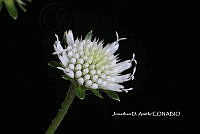 ME010 JA 00242 Melanthera nivea (L.) Small, 1903.JPG