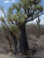 OTV0764 Beaucarnea gracilis.jpg