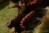 OIEA0087 Cactoblastis cactorum.jpg