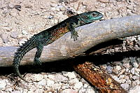 HBB0064 Ctenosaura defensor.jpg