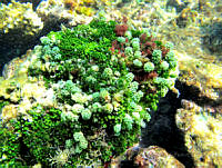BDP0005 Caulerpa verticillata Caulerpa racemosa Laurencia sp..jpg