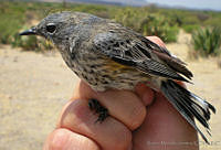 KMS0021 Setophaga coronata.jpg