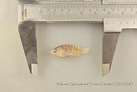 RQTG0053 Oreochromis sp..jpg